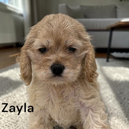 puppy, for, sale, Cocker Spaniel, Joe & Cherri  Overlease, dog, breeder, Miller, MO, dog-breeder, puppy-for-sale, forsale, nearby, find, puppyfind, locator, puppylocator, aca